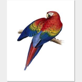 Scarlet Macaw Perched On A Branch Illustration Posters and Art